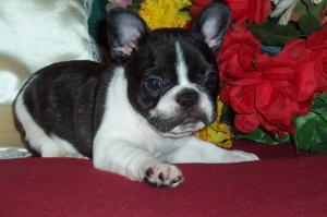 akcfrenchbulldoypuppyforsale